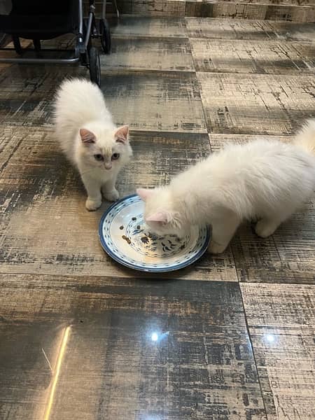 Persian  kittens for sale 4