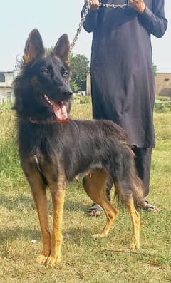 German Shepherd female Yaara mahine ki for sale