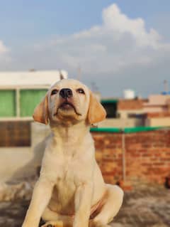 Labrador female puppy