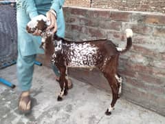 Makki cheeni Breed