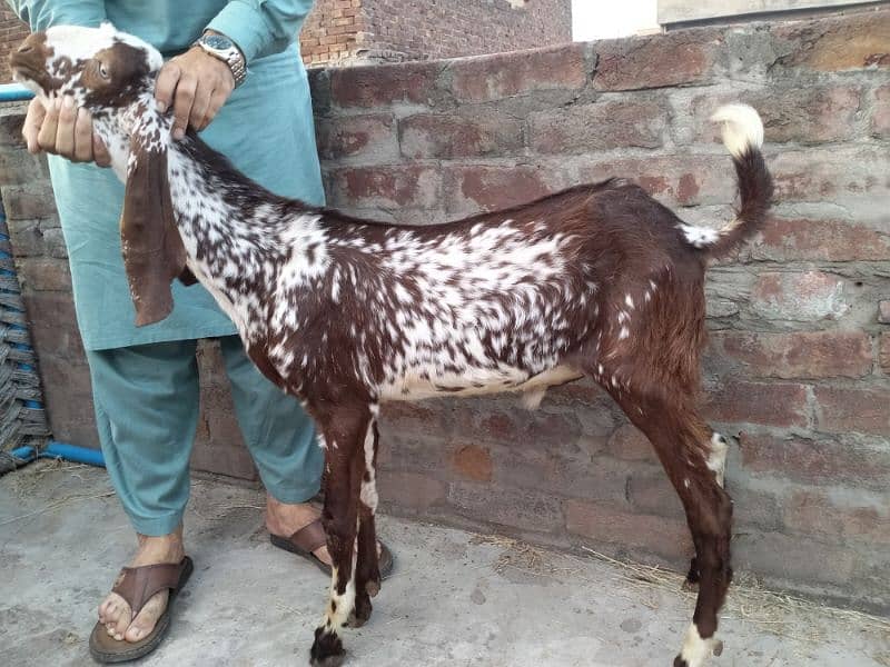 Makki cheeni Breed 1