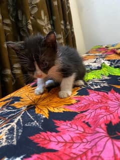 Cute Kittens/cat for adoption