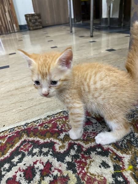 Cute Kittens/cat for adoption 6