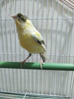 Canary