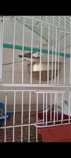 dimand Pied dove pair with cage available for sale