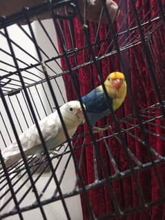 lovebird parblue male pastel female breeder pair 0