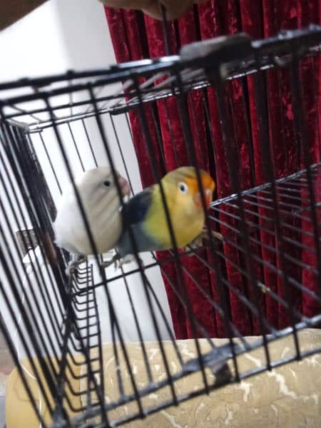 lovebird parblue male pastel female breeder pair 1