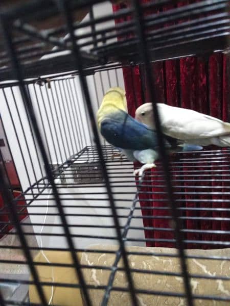 lovebird parblue male pastel female breeder pair 2