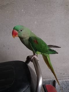 Raw Parrot Pair | 15 month | healthy and active |