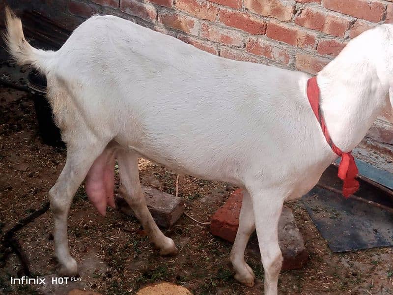 Rajanpuri bakri 4 dant 1 kg milk ak time ka ha  Sath 4 month ka bacha 0