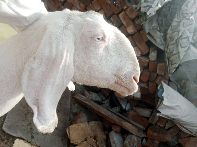 Rajanpuri bakri 4 dant 1 kg milk ak time ka ha  Sath 4 month ka bacha 1