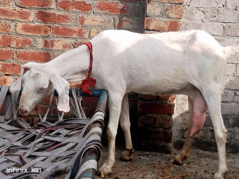 Rajanpuri bakri 4 dant 1 kg milk ak time ka ha  Sath 4 month ka bacha 2