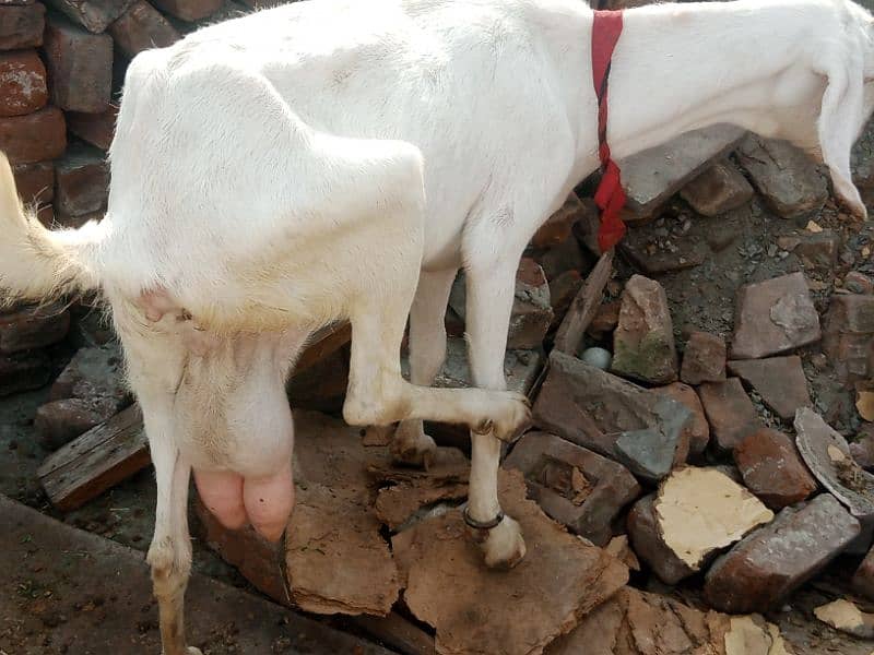 Rajanpuri bakri 4 dant 1 kg milk ak time ka ha  Sath 4 month ka bacha 3