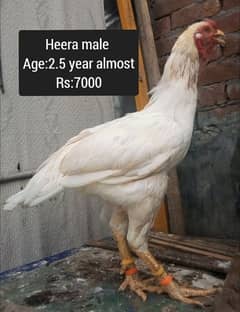 Heera Aseel and Sindhi Aseel for sale