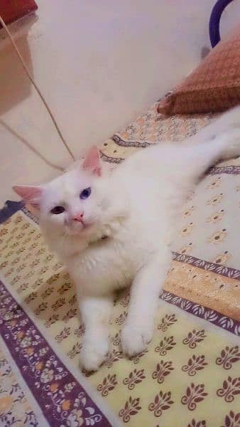 male parsian cat for sale o*3*1*1*5*1*8*2*8*2*o 1