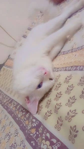 male parsian cat for sale o*3*1*1*5*1*8*2*8*2*o 2