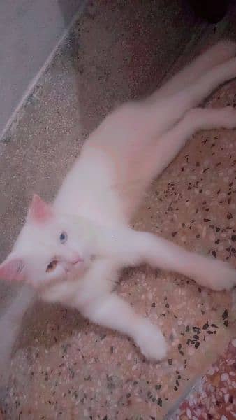 male parsian cat for sale o*3*1*1*5*1*8*2*8*2*o 3