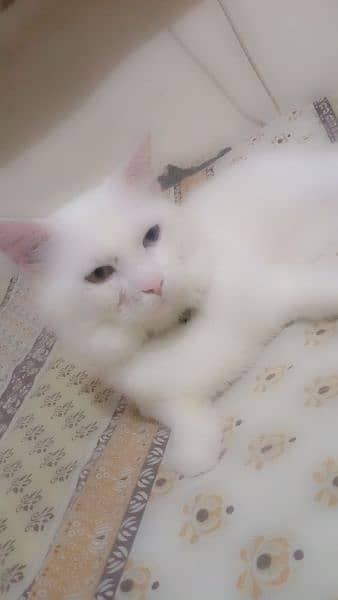 male parsian cat for sale o*3*1*1*5*1*8*2*8*2*o 4