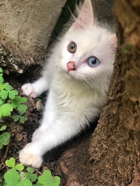 male parsian cat for sale o*3*1*1*5*1*8*2*8*2*o 5