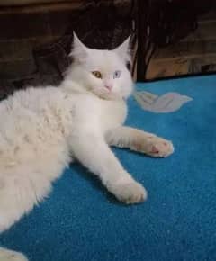 male parsian cat for sale o*3*1*1*5*1*8*2*8*2*o