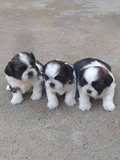 Shihtzu puppies