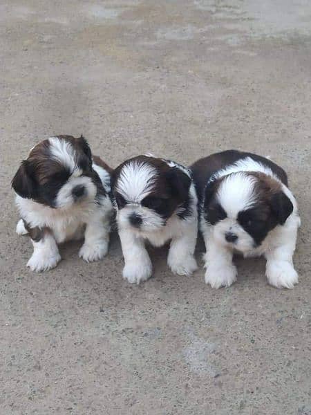 Shihtzu puppies 0