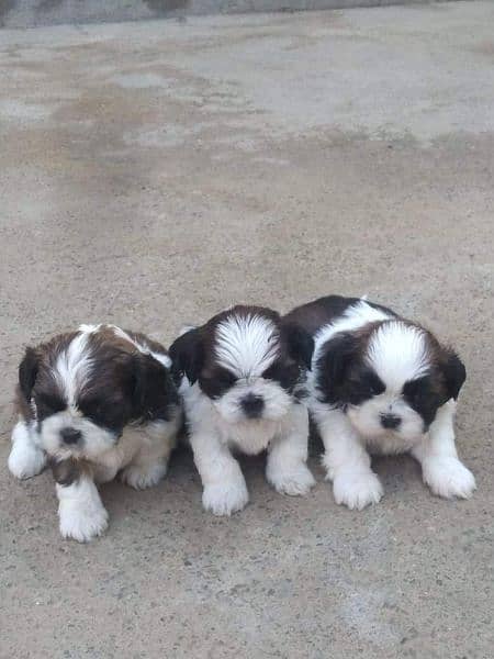 Shihtzu puppies 1