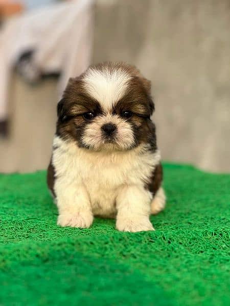 Shihtzu puppies 2