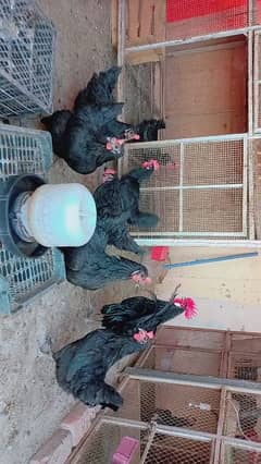 lohmann eggs ,fertile eggs,fresh eggs,,Aseel murgaa ,male for sale