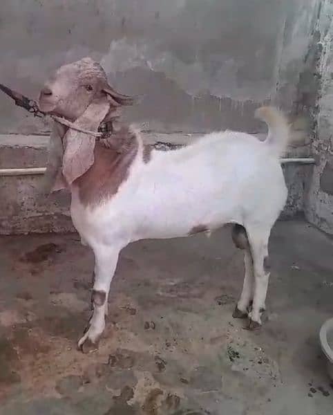 goats for sale 1