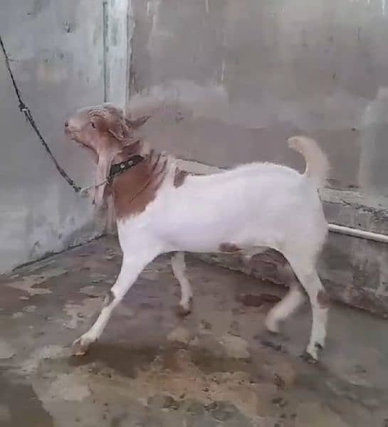 goats for sale 2