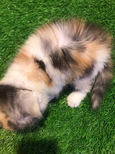 Free gome delivery calico  fully healthy. (cash on deliv) 4