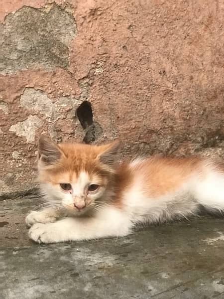 bi colour male kitten for sale 2