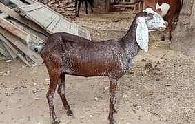 2 pregnant bakri for sale 03052593845