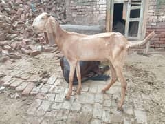 pregnant bakri for sale 03052593845