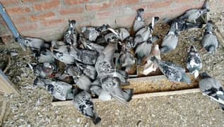 Qasad rescing pigeon breeder pairs for sale