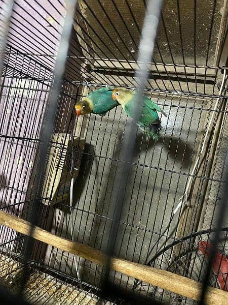 love birds albino Latino green opline parblue 2