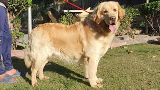 Pedigree Golden Retriever Male Available