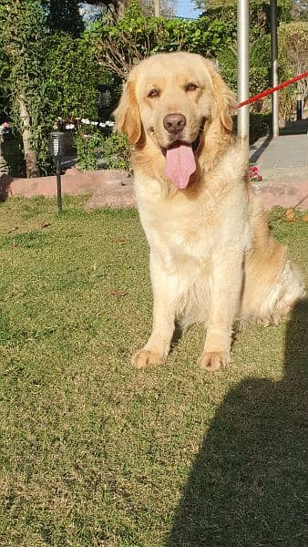 Pedigree Golden Retriever Male Available 1