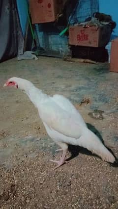 pure White Heera aseel Murgi for sale with 4 eggs age 10 month 9000