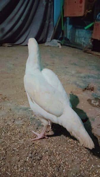 pure White Heera aseel Murgi for sale with 4 eggs age 10 month 9000 1