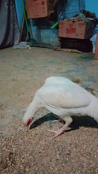 pure White Heera aseel Murgi for sale with 4 eggs age 10 month 9000 2