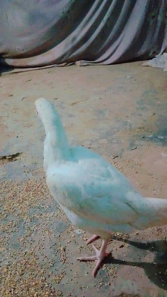 pure White Heera aseel Murgi for sale with 4 eggs age 10 month 9000 6