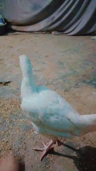 pure White Heera aseel Murgi for sale with 4 eggs age 10 month 9000 8