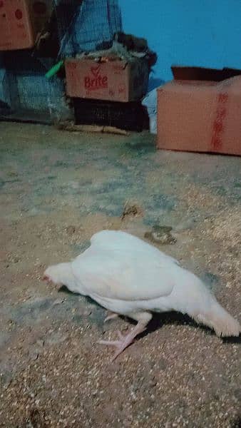 pure White Heera aseel Murgi for sale with 4 eggs age 10 month 9000 9