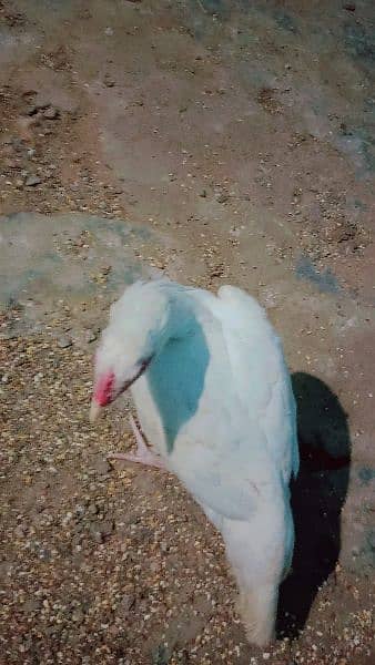 pure White Heera aseel Murgi for sale with 4 eggs age 10 month 9000 10