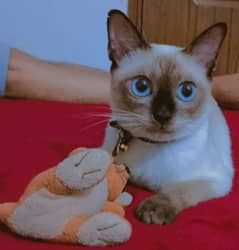 Siamese cat for sale