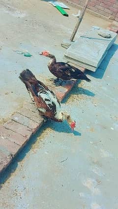 muscovy duck breader adult male weight 4kg