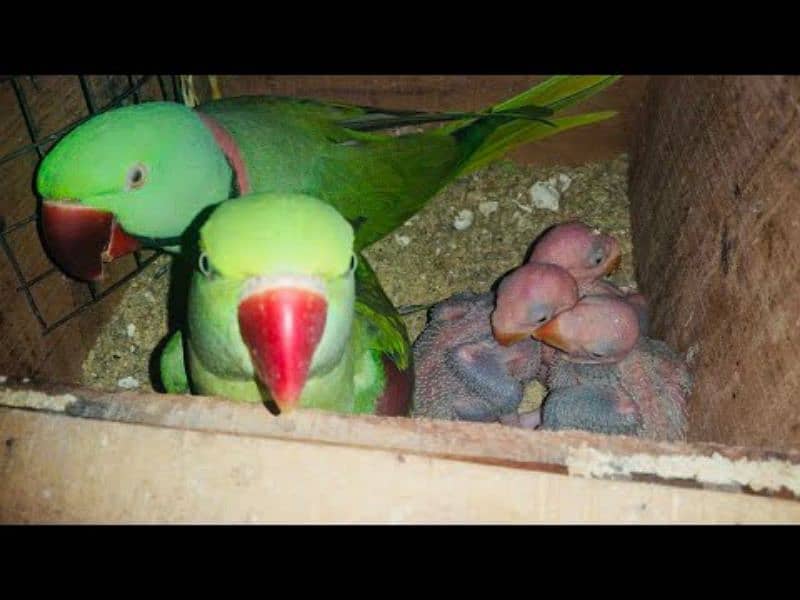 Pahari, sun conure, pineapple conure Ringneck 0