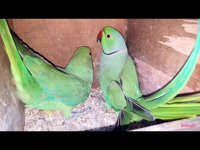 Pahari, sun conure, pineapple conure Ringneck 3